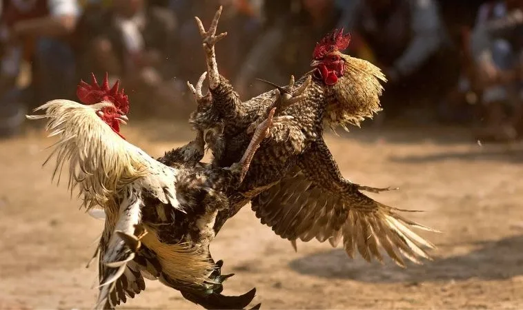 Trận đá gà hấp dẫn và kịch tính tại nhà cái H3BET