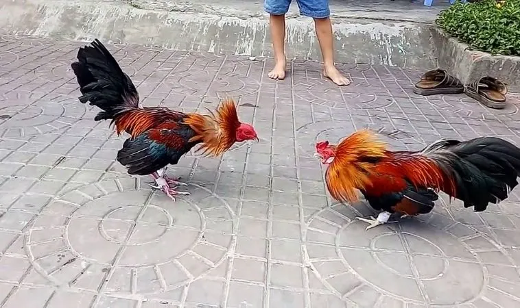 Tìm hiểu kỹ về chiến kê trước khi đặt cược